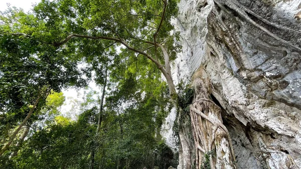 マレーシアのランカウイの岩窟の隣にある緑豊かな背の高い木の低角度ショット — ストック写真