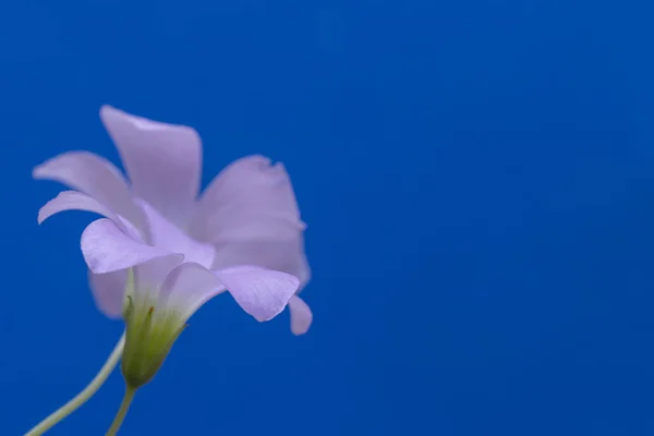 青い背景に孤立した木のソレルの花のクローズアップショット — ストック写真