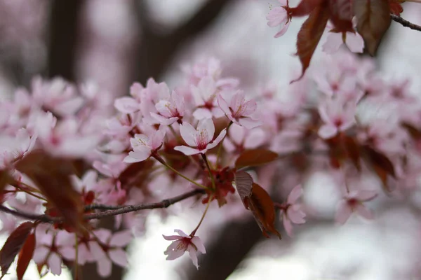 Eine Nahaufnahme Von Kirschblütenblumen Auf Einem Zweig — Stockfoto
