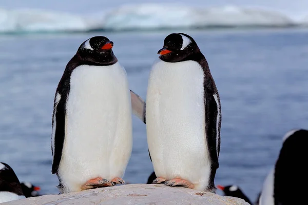 Närbild Två Gentoo Pingviner Står Beundransvärt Antarktis Halvön — Stockfoto