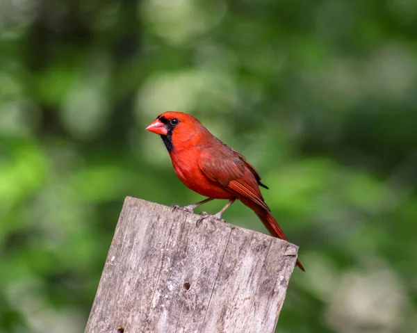 Selektivní Severní Kardinál Cardinalis Cardinalis Dřevěném Kmeni — Stock fotografie