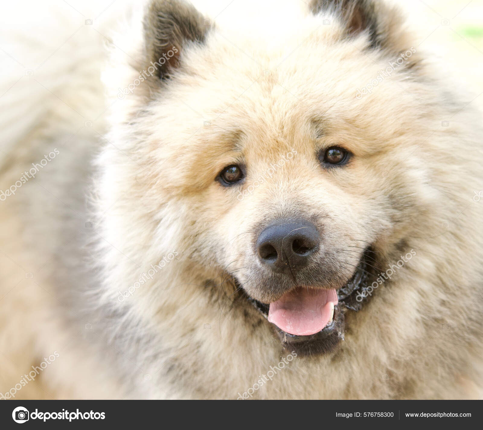 young cream colored wolf