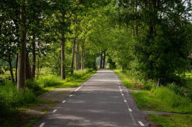 Parlak yeşil bir ormanda uzun bir yol.