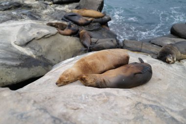 Kaliforniya, La Jolla Koyu 'nda güzel bir deniz aslanı görüntüsü.