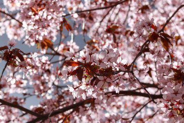Bulutlu bir arka planda çiçek açan kiraz ağacı.