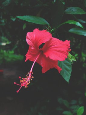 Bahçedeki pembe bir amber çiçeği (Rosa sinesis).