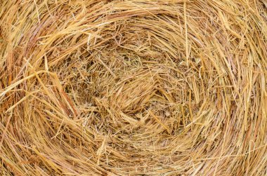 Kurutulmuş sarı saman desen doku arka plan görüntü