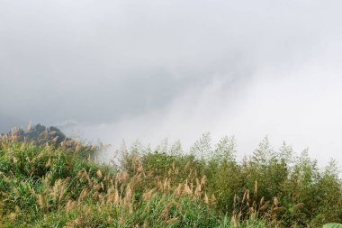 Tayvan 'daki Alishan Dağı' ndan güzel bir ormanın hava manzarası.