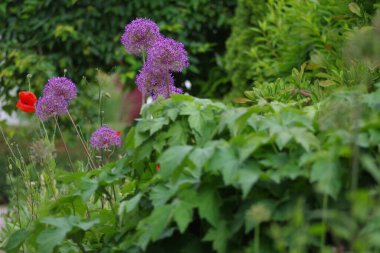 Açık havada yeşil bitkilere karşı büyüyen mor Allium çiçeklerine yakın plan.