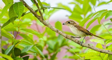 Bir ağacın dalındaki kalın gagalı bir örümceğin yakın plan çekimi.