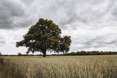 Fırtınalı bulutlu bir gökyüzünün altındaki tek bir ağacın manzaralı görüntüsü.