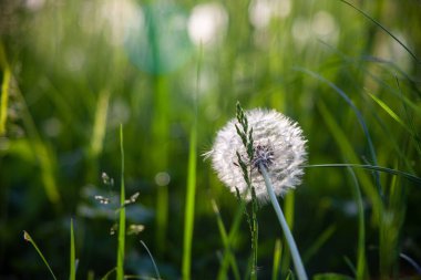 Arka planda bulanık yeşil bitkiler olan sıradan bir karahindiba çiçeğinin yüzeysel odak noktası.