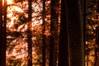 Güneş ışığı ormandaki ağaçların arasından geçiyor. Vaud, İsviçre.