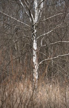 Kuru otlarla dolu bir tarlada büyüyen yapraksız ağaç.