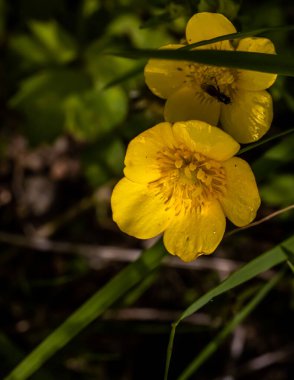 Ranunculus sürünen düğün çiçeği Ranunculus tövbe ediyor.