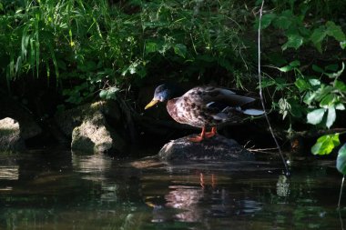 Kayanın üzerinde duran yaban ördeğinin yakın çekimi.