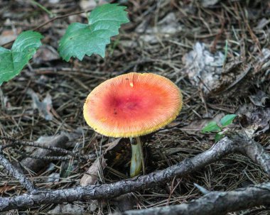 Ormanda vahşi bir portakal mantarı