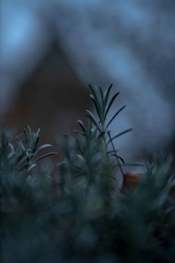 Salvia Rosmarinus 'un dikey yakın çekimi, yaygın olarak biberiye olarak bilinir. Sığ odak.