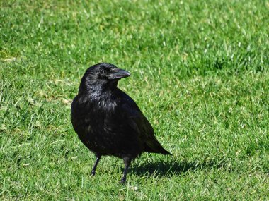 Resim, yeşil bir çayırdaki siyah parlak karga ile fotoğrafçının göz teması kurduğunu gösteriyor.