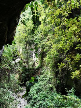 İspanya 'nın Kanarya Adaları' ndaki La Palma adasında yeşil ağaçların ve bitkilerin dikey çekimi