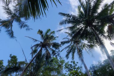 Mavi gökyüzüne karşı düşük açılı hindistan cevizi palmiyesi görüntüsü.