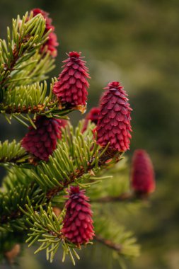 Kırmızı koni ile çiçek açan ladin 'in seçici odak noktası.