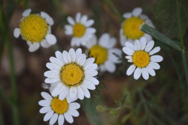 Bir tarladaki güzel papatya çiçeklerinin üst görüntüsü.