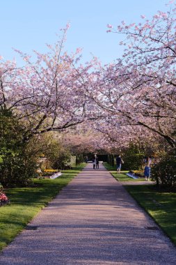 Regent 's Park, Londra, İngiltere' de çiçek açan kiraz ağaçlarının dikey görüntüsü.