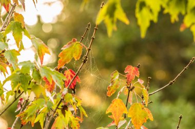 Sonbahar ağacı dallarında seçici bir örümcek ağı.