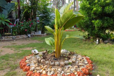 Filipinler 'de güneşli bir günde bir bahçede taze güzel bitkilerin ve çiçeklerin manzarası