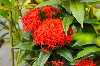 Güneşli bir günde, bahçedeki güzel Çin ixora çiçeklerinin yakın çekimi.