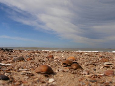 Bulutlu arka planda deniz kabuklarıyla dolu bir sahilin manzarası.