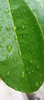 Su damlalı yeşil yaprağın yakın plan çekimi.