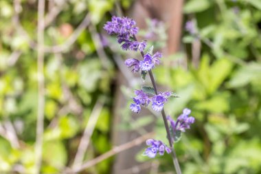 Kedi nanesi Kedileri Miyav Nepeta faasenils