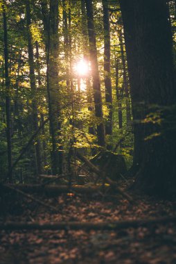 Parlayan güneşin arka planında sık bir ormanın dikey görüntüsü