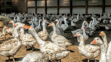 Ahırda gün ışığında kirli kazlar.