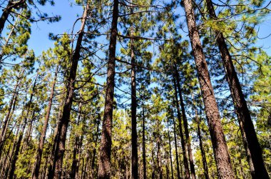 Güneşli bir günde Çok Yüksek Çam Ormanı
