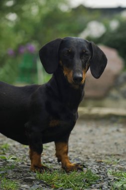 Siyah bir Dachshund 'un kameraya bakarken dikey yakın çekimi..