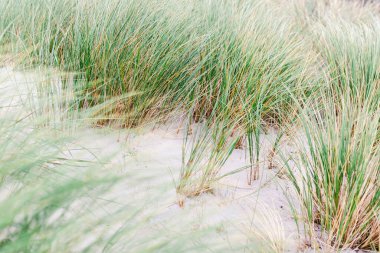 Çimenli kumlu sahilin yakın çekimi.