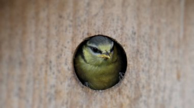 A selective focus shot of a tit on a hole of the birdhouse