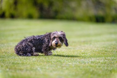 Güneşli bir günde çimlerin üzerinde oturan küçük siyah ve kahverengi bir Portekizli çoban köpeği.