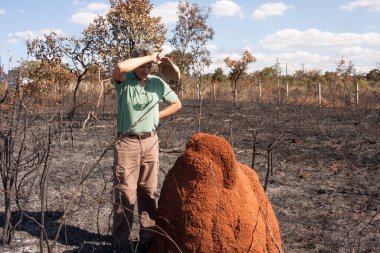 Brezilya 'nın kuzeybatısındaki Tuxa Kızılderili Bölgesi yakınlarında ateşe verilmiş bir toprak parçasının yakınındaki termit tepeciğini teftiş eden adam.