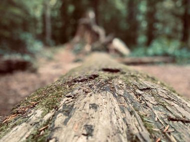 Ağaçların sonbahar tahribatı