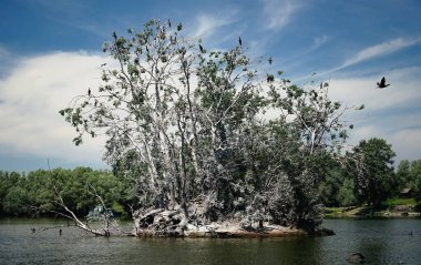 Bulutlu bir gökyüzüne karşı gölün ortasındaki bir ağacın üzerinden uçan kuşların güzel bir görüntüsü.