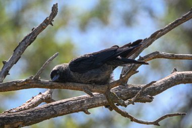 Güneşli bir günde, bir ağaç dalında uyuyan şirin bir batı karga kuşunun yakın çekimi.