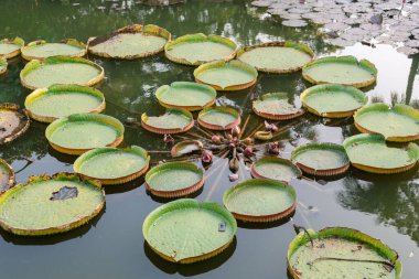 Tayvan 'da bir göl yüzeyinde kocaman, yuvarlak bir nilüfer yaprakları.