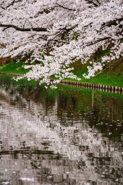 Parkta göle düşen beyaz çiçeklerin dikey görüntüsü.