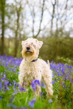 Sahadaki gözleri çiçeklerle kaplayan yumuşak buğdaylı teriyerin dikey görüntüsü.
