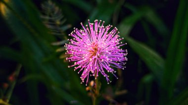 Açık pembe bir Nuttall 'ın hassas çatallı çiçeğinin (Mimosa nuttallii) yakın plan çekimi.