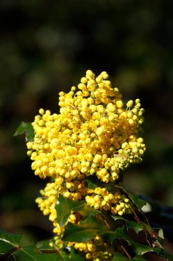 Almanya 'da çobanpüsküllü Burberry' nin dikey çekimi